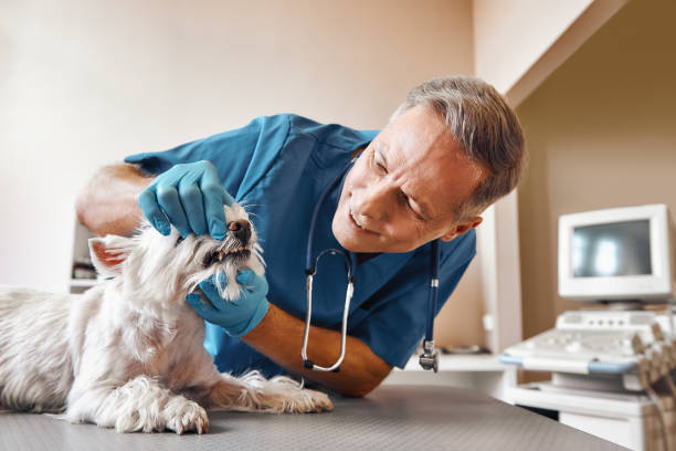 Best Mobile Emergency Dentist in Andusia, AL